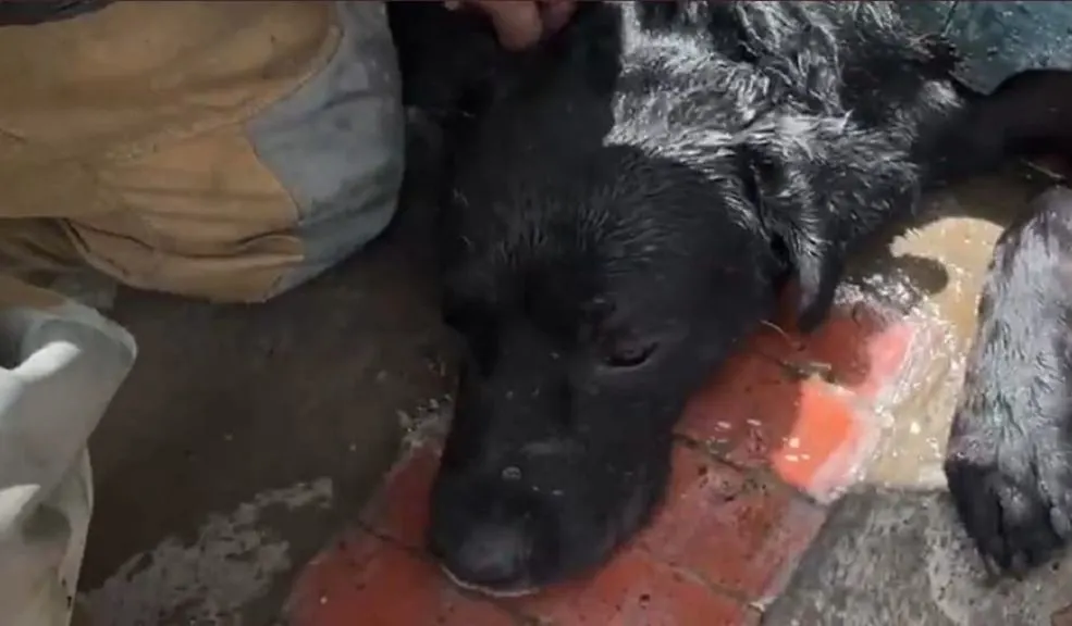 En Ciudad Bolívar: hombre que abusaba sexualmente de perritos irá a la cárcel 2 En Ciudad Bolívar: hombre que abusaba sexualmente de perritos irá a la cárcel En un hecho sin precedentes, un hombre de 66 años fue enviado a prisión por un juez de control de garantías, señalado de abusar sexualmente de perros en Ciudad Bolívar.