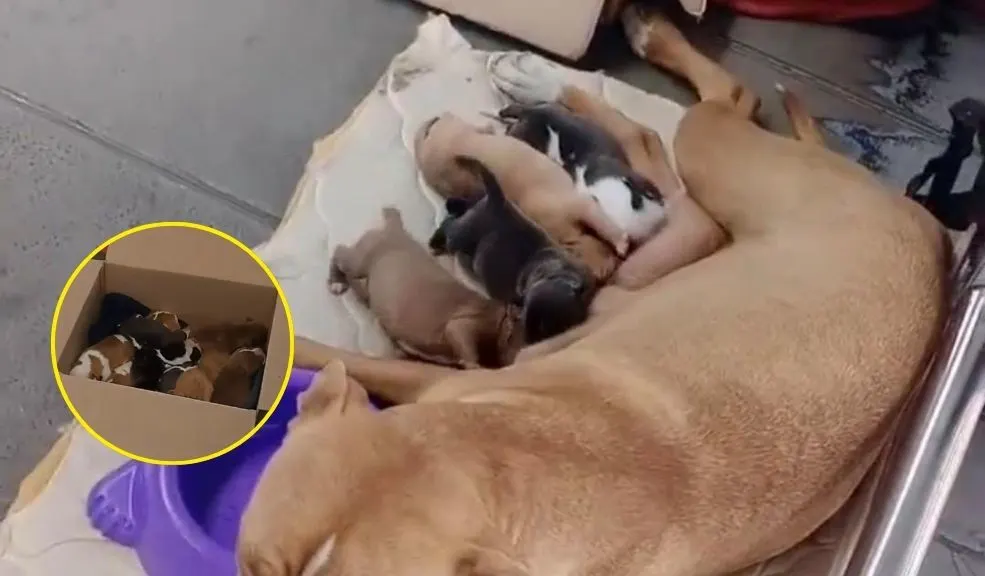 ¡Indignación! Estarían vendiendo cachorros en estación de TransMilenio ¡Indignación! Cachorros recién nacidos, al parecer, son vendidos en plena estación de TransMilenio por $500 y $700 mil, desatando la furia ciudadana y la lupa de las autoridades.