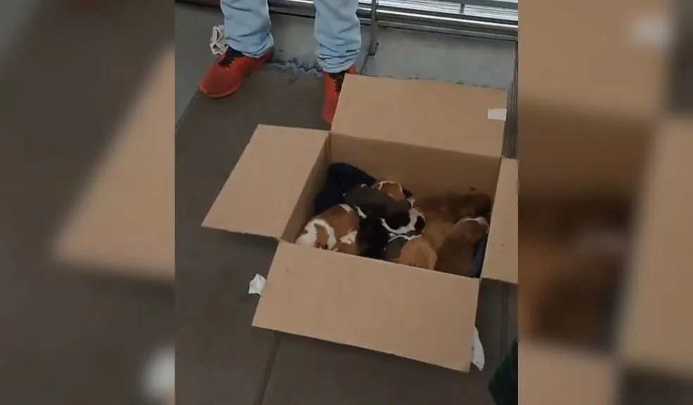 ¡Indignación! Estarían vendiendo cachorros en estación de TransMilenio 2 ¡Indignación! Estarían vendiendo cachorros en estación de TransMilenio ¡Indignación! Cachorros recién nacidos, al parecer, son vendidos en plena estación de TransMilenio por $500 y $700 mil, desatando la furia ciudadana y la lupa de las autoridades.