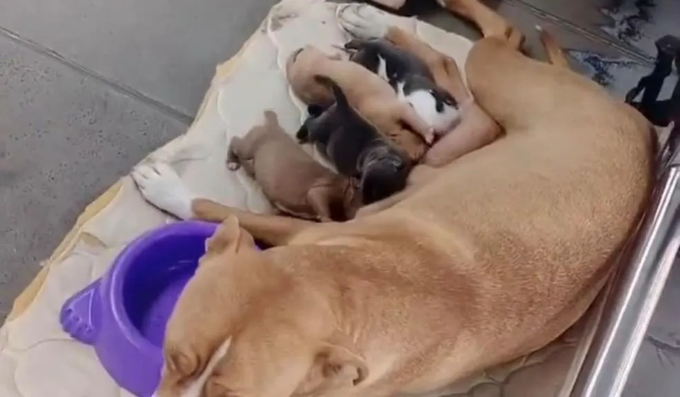¡Indignación! Estarían vendiendo cachorros en estación de TransMilenio 1 ¡Indignación! Estarían vendiendo cachorros en estación de TransMilenio ¡Indignación! Cachorros recién nacidos, al parecer, son vendidos en plena estación de TransMilenio por $500 y $700 mil, desatando la furia ciudadana y la lupa de las autoridades.