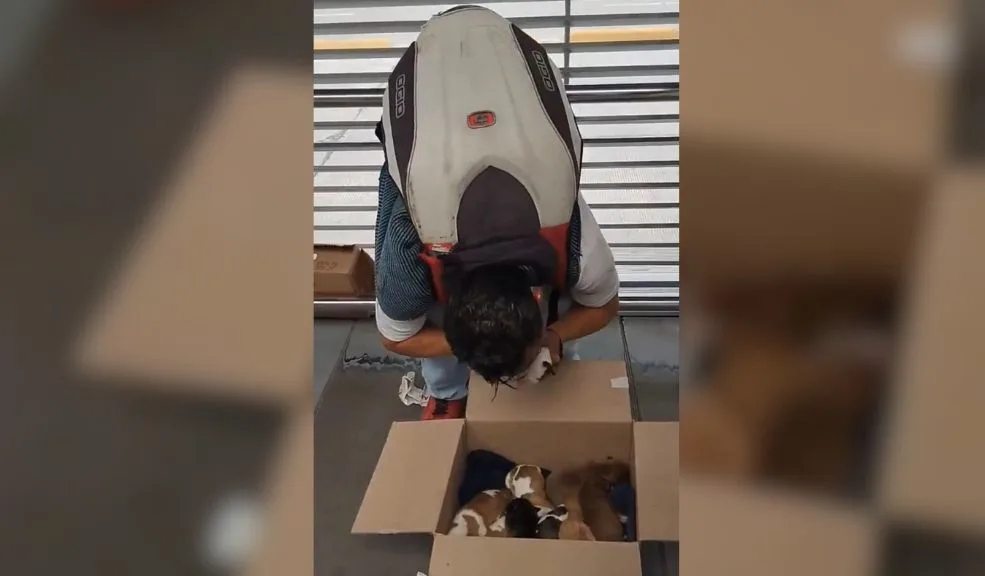 ¡Indignación! Estarían vendiendo cachorros en estación de TransMilenio 3 ¡Indignación! Estarían vendiendo cachorros en estación de TransMilenio ¡Indignación! Cachorros recién nacidos, al parecer, son vendidos en plena estación de TransMilenio por $500 y $700 mil, desatando la furia ciudadana y la lupa de las autoridades.
