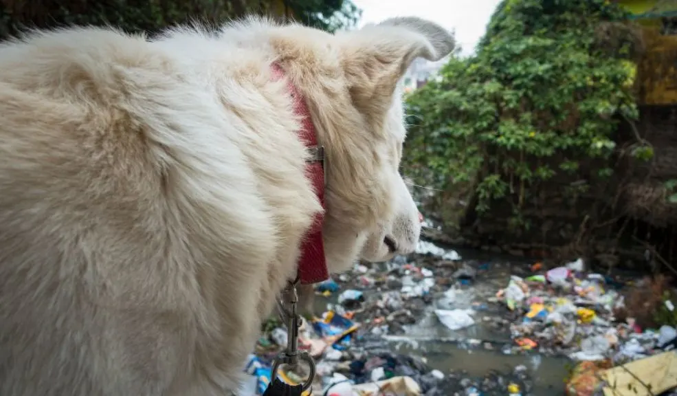 ¿Cómo evitar que tu perro recoja basura y todo lo que encuentra en la calle?  Si tu perro se comporta como una aspiradora y recoge todo tipo de basura de la calle, puede deberse a diferentes razones de índole instintiva, pero también nutricional y de comportamiento. Te contamos cómo evitarlo.
