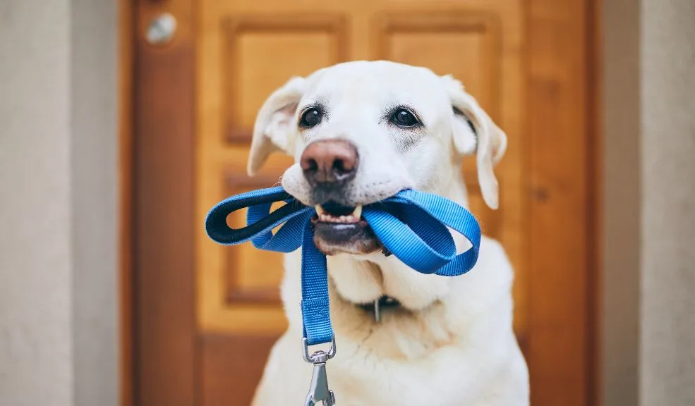 ¿Cómo evitar que tu perro recoja basura y todo lo que encuentra en la calle?  Si tu perro se comporta como una aspiradora y recoge todo tipo de basura de la calle, puede deberse a diferentes razones de índole instintiva, pero también nutricional y de comportamiento. Te contamos cómo evitarlo.