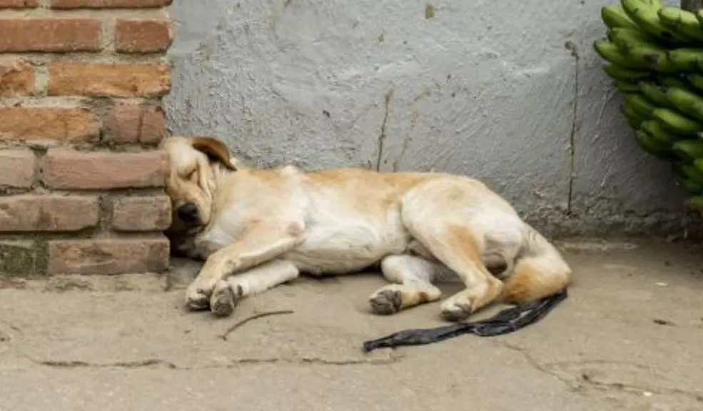 ¿Tu perro tiene pesadillas? Esto es lo que debes hacer 1 ¿Tu perro tiene pesadillas? Esto es lo que debes hacer Te contamos cómo identificar las pesadillas en los perros y qué hacer en caso que tu mascota tenga una para no afectar su salud.