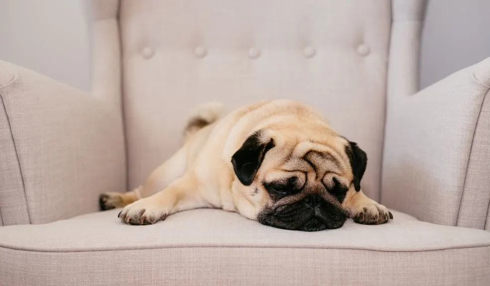¿Tu perro tiene pesadillas? Esto es lo que debes hacer 2 ¿Tu perro tiene pesadillas? Esto es lo que debes hacer Te contamos cómo identificar las pesadillas en los perros y qué hacer en caso que tu mascota tenga una para no afectar su salud.