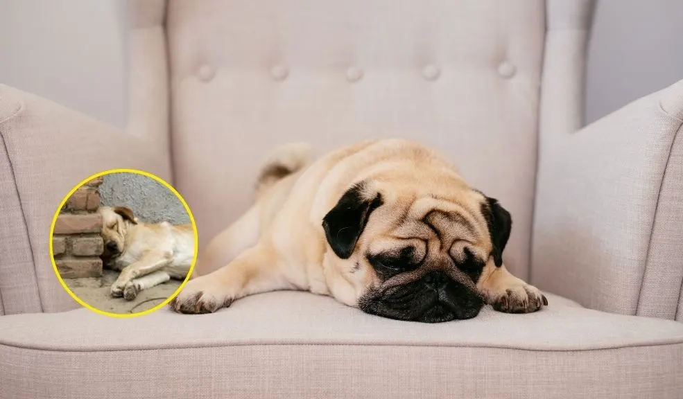 ¿Tu perro tiene pesadillas? Esto es lo que debes hacer 4 ¿Tu perro tiene pesadillas? Esto es lo que debes hacer Te contamos cómo identificar las pesadillas en los perros y qué hacer en caso que tu mascota tenga una para no afectar su salud.