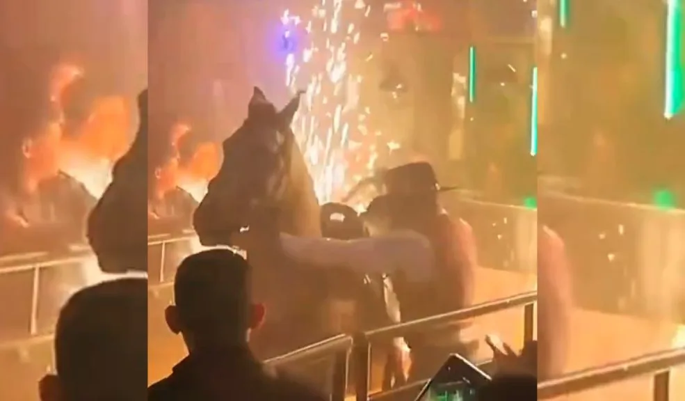 Abren investigación ante denuncia de maltrato a caballo en un bar de Fontibón Un video viral ha desatado una ola de indignación en redes sociales, mostrando un presunto caso de maltrato animal en la localidad de Fontibón.
