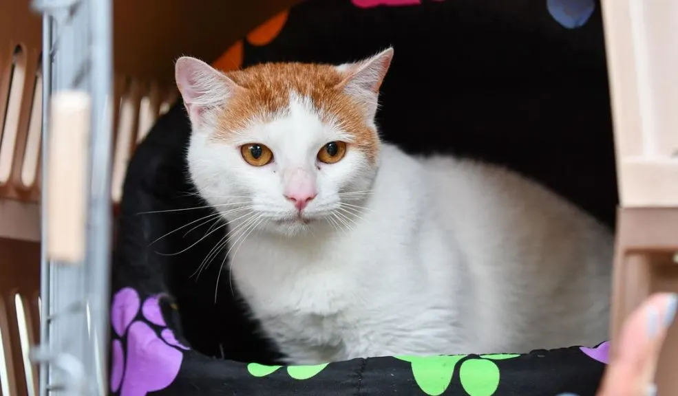 Chapinero: regálele un hogar a un peludito rescatado y encuentre a su compañero fiel A Chapinero llega una jornada de adopción de perros y gatos para celebrar el Día Mundial de los Animales. El Instituto Distrital de Protección y Bienestar Animal (IDPYBA) hace una invitación a todos los habitantes para que le den una oportunidad a estos peluditos y, de paso, encuentren un compañero fiel dispuesto a llenarlos de amor.