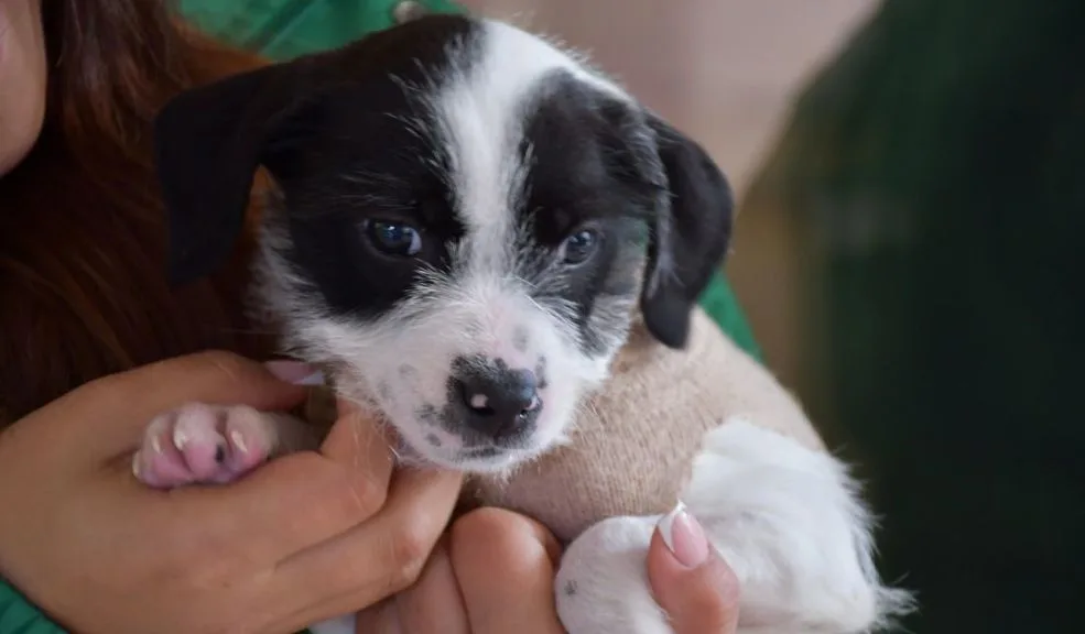 Chapinero: regálele un hogar a un peludito rescatado y encuentre a su compañero fiel A Chapinero llega una jornada de adopción de perros y gatos para celebrar el Día Mundial de los Animales. El Instituto Distrital de Protección y Bienestar Animal (IDPYBA) hace una invitación a todos los habitantes para que le den una oportunidad a estos peluditos y, de paso, encuentren un compañero fiel dispuesto a llenarlos de amor.