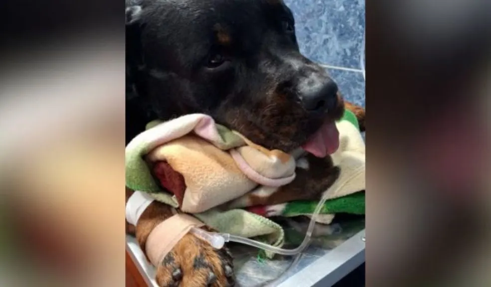 Dos casos sorprenden a Medellín, un Falso veterinario y una red de maltrato animal 5 Dos casos sorprenden a Medellín, un Falso veterinario y una red de maltrato animal Un falso veterinario y dos dueños de mascotas están en la mira de la Fiscalía tras descubrirse diez casos de maltrato animal en el nororiente de Medellín. Nueve perros fueron rescatados en condiciones deplorables y otro murió tras un procedimiento ilegal.
