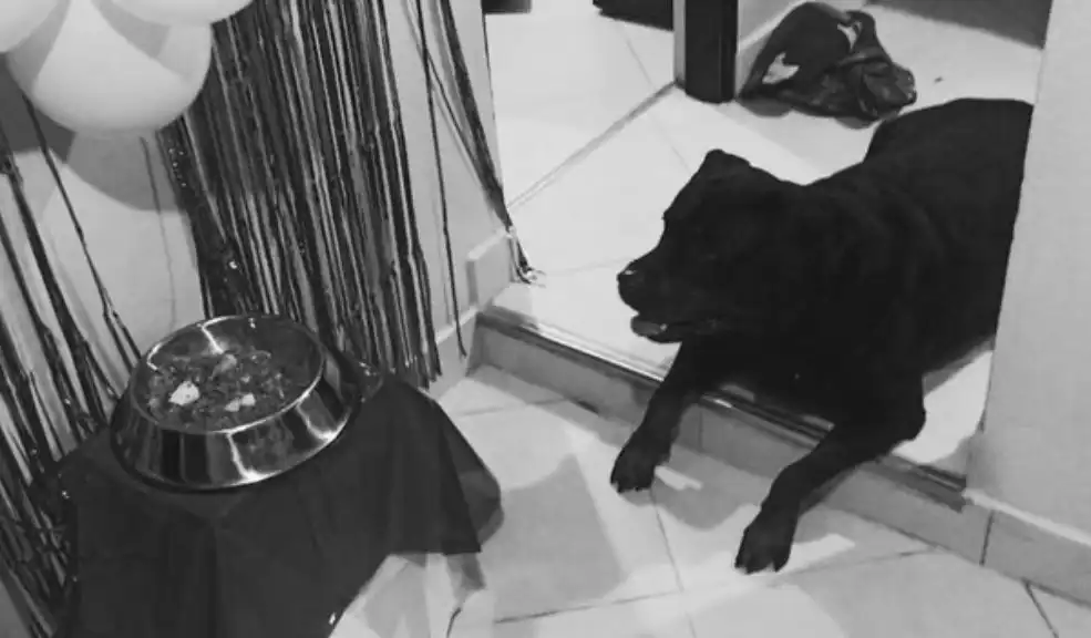 Dos casos sorprenden a Medellín, un Falso veterinario y una red de maltrato animal 1 Dos casos sorprenden a Medellín, un Falso veterinario y una red de maltrato animal Un falso veterinario y dos dueños de mascotas están en la mira de la Fiscalía tras descubrirse diez casos de maltrato animal en el nororiente de Medellín. Nueve perros fueron rescatados en condiciones deplorables y otro murió tras un procedimiento ilegal.