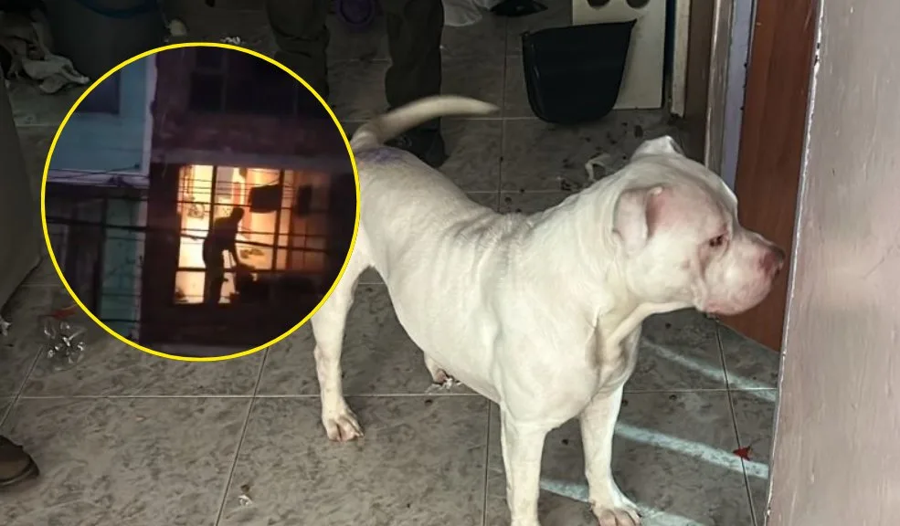 En-Kennedy-rescatan-a-Rugger-un-perro-victima-de-maltrato-en-Patio-Bonito