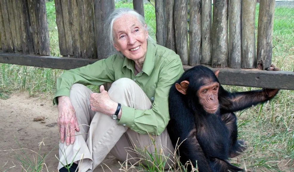 Fallece Jane Goodall, referente en el estudio de chimpancés y defensora de la naturaleza Falleció Jane Goodall, destacada científica y defensora de la conservación de los animales, a los 91 años por causas naturales durante una gira de conferencias.