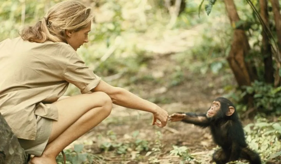 Fallece Jane Goodall, referente en el estudio de chimpancés y defensora de la naturaleza 1 Fallece Jane Goodall, referente en el estudio de chimpancés y defensora de la naturaleza Falleció Jane Goodall, destacada científica y defensora de la conservación de los animales, a los 91 años por causas naturales durante una gira de conferencias.