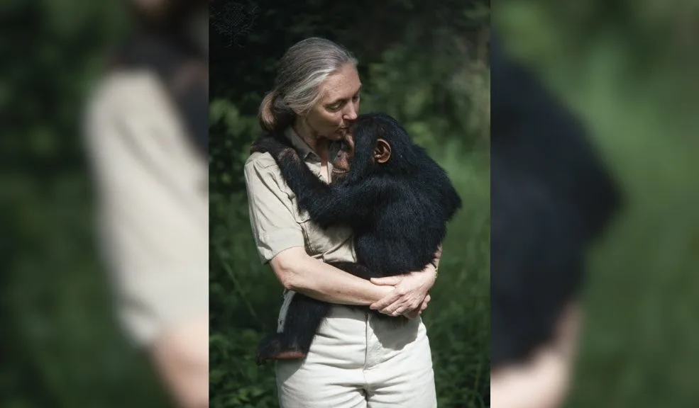 Fallece Jane Goodall, referente en el estudio de chimpancés y defensora de la naturaleza 2 Fallece Jane Goodall, referente en el estudio de chimpancés y defensora de la naturaleza Falleció Jane Goodall, destacada científica y defensora de la conservación de los animales, a los 91 años por causas naturales durante una gira de conferencias.
