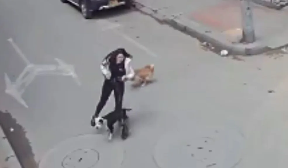En video: perros ocasionaron accidente a una joven en patineta eléctrica 1 En video: perros ocasionaron accidente a una joven en patineta eléctrica En Mosquera, Cundinamarca, una joven que se movilizaba en patineta eléctrica cayó tras ser sorprendida por el cruce inesperado de varios perros.