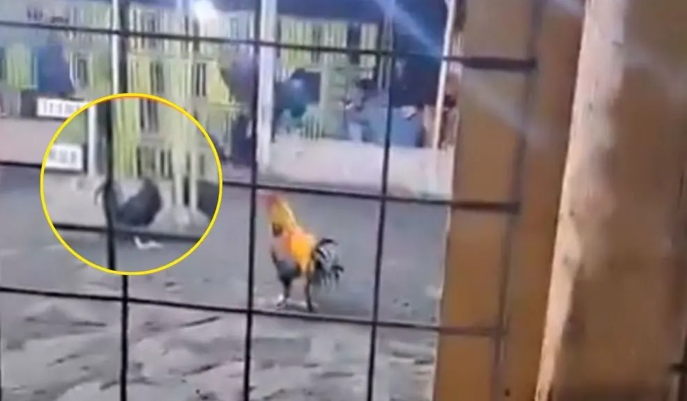 Hombre muere tras ser atacado por su propio gallo 1 Hombre muere tras ser atacado por su propio gallo Un video capturó el instante en que un hombre, que participaba en una pelea de gallos clandestina en Perú, fue atacado por su propia ave.