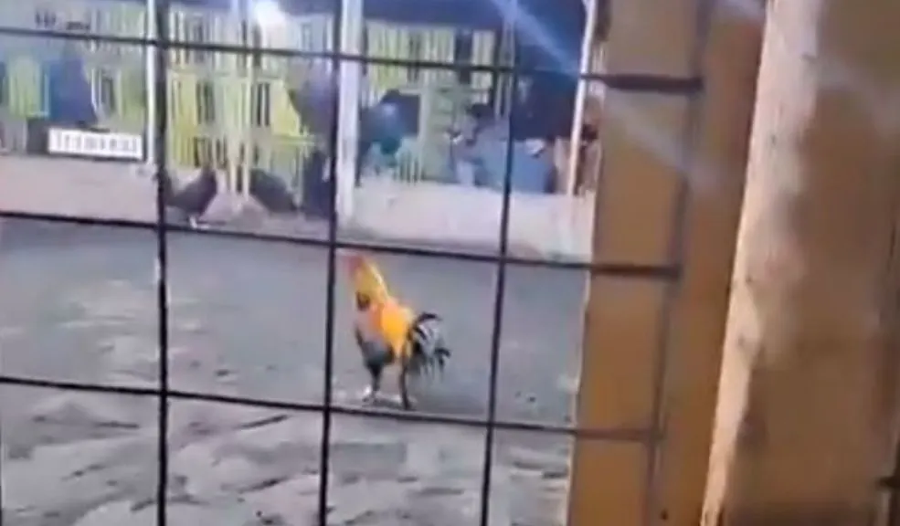 Hombre muere tras ser atacado por su propio gallo 1 Hombre muere tras ser atacado por su propio gallo Un video capturó el instante en que un hombre, que participaba en una pelea de gallos clandestina en Perú, fue atacado por su propia ave.