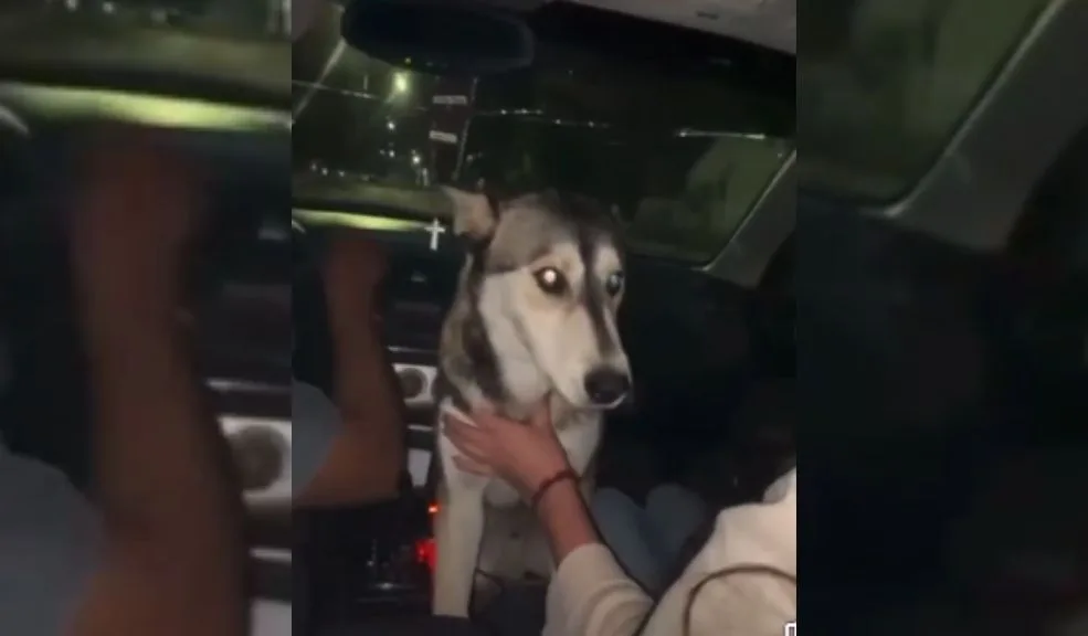 Indignante: jóvenes alcoholizaron a una perrita y presumieron el abuso en redes 2 Indignante: jóvenes alcoholizaron a una perrita y presumieron el abuso en redes Lo que para un grupo de jóvenes parecía una broma y un momento de diversión terminó generando rechazo en redes sociales y podría traerles consecuencias legales.