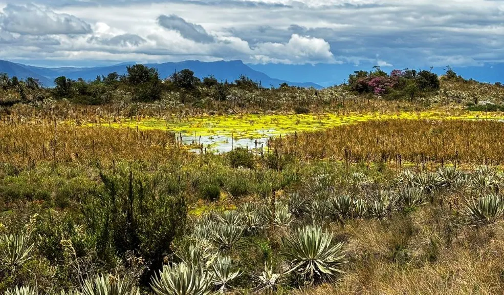 Iniciativa protege el agua de los páramos para garantizar el bienestar de millones Surge una iniciativa que protege y reconoce el valor del agua en los páramos Chingaza, Sumapaz, Guerrero y Guacheneque.