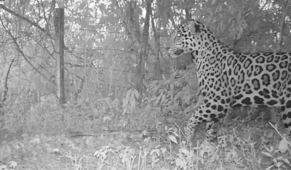 Jaguar fue rescatado de la cuenca baja del río Bogotá: esta es su historia 1 Jaguar fue rescatado de la cuenca baja del río Bogotá: esta es su historia Tras un mes de estudios veterinarios, la Corporación Autónoma Regional de Cundinamarca (CAR) confirmó la exitosa liberación de un ejemplar adulto de jaguar (Panthera onca) en la Orinoquia colombiana.