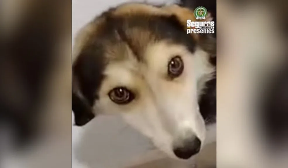 Maltrato animal: hombre arrastró a un perro mientras iba a caballo Un nuevo caso de crueldad animal generó indignación en redes sociales, luego de que se difundiera un video en el que se ve a un hombre arrastrando a un perro mientras va montado en un caballo.