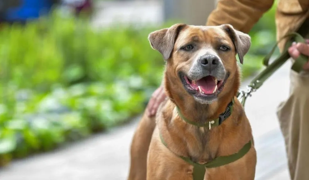 Planes imperdibles para disfrutar con su peludito este fin de semana Con el cierre de la XIII Semana Distrital de Protección y Bienestar Animal, ‘Familia interespecie’, llegan dos nuevas jornadas de adopción de peluditos, actividades de DOGA (yoga con perros), una feria de emprendedores y mucho más.