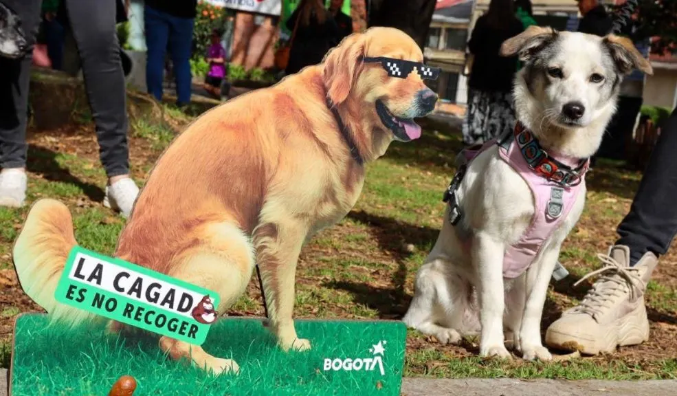 'La cagada es no recoger': Bogotá lanza campaña para que los dueños de mascotas sean más responsables Bogotá lanza la campaña 'La cagada es no recoger' para que los dueños de mascotas comprendan que tener un peludito en casa implica responsabilidad. Parte de esa responsabilidad es recoger sus heces y no dejarlas en la calle, promoviendo así una ciudad más limpia y una convivencia respetuosa.