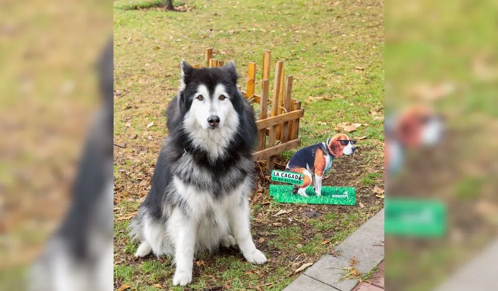 'La cagada es no recoger': Bogotá lanza campaña para que los dueños de mascotas sean más responsables 1 'La cagada es no recoger': Bogotá lanza campaña para que los dueños de mascotas sean más responsables Bogotá lanza la campaña 'La cagada es no recoger' para que los dueños de mascotas comprendan que tener un peludito en casa implica responsabilidad. Parte de esa responsabilidad es recoger sus heces y no dejarlas en la calle, promoviendo así una ciudad más limpia y una convivencia respetuosa.