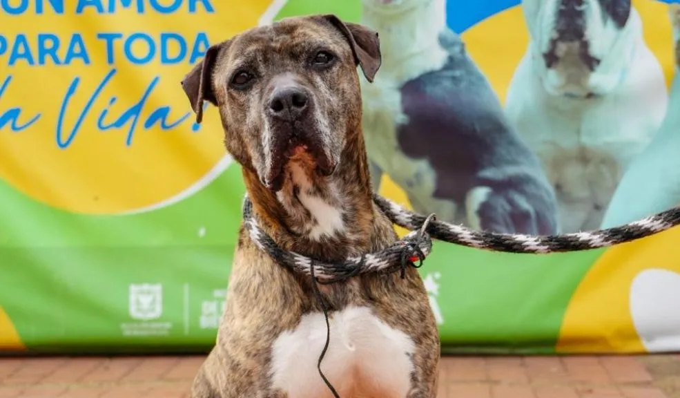 La historia de Astra Milagros: una perrita que encontró su hogar tras ser atacada con un machete La perrita criolla Astra Milagros, tras ser víctima de maltrato en 2019, finalmente encontró un hogar después de seis años y más de cien jornadas de adopción.