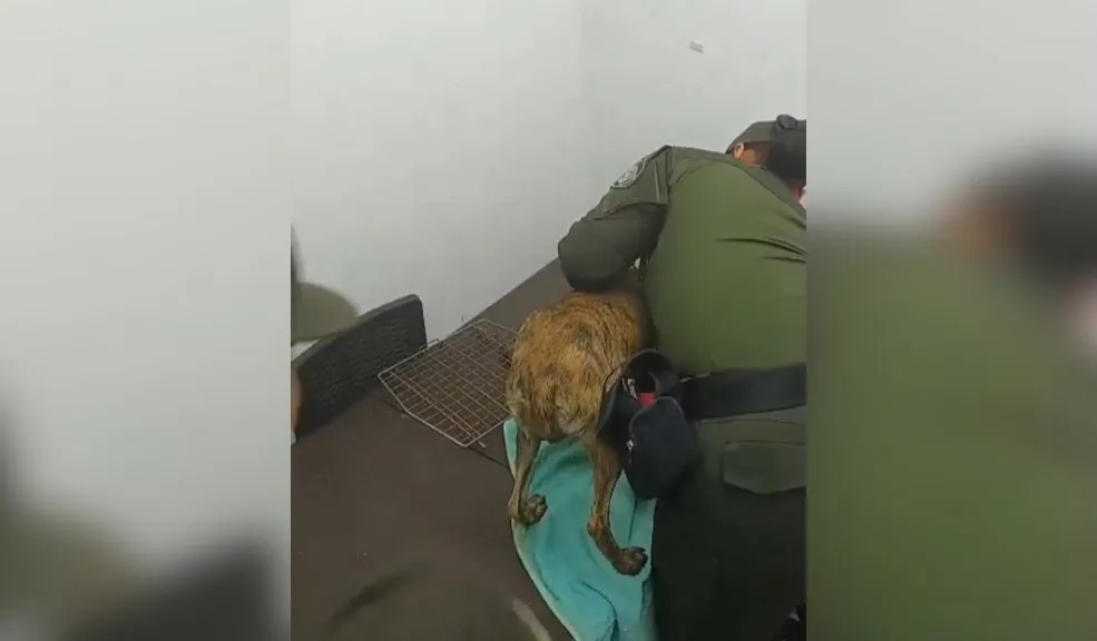 Bizcocho, el perrito golpeado brutalmente, quedó con miedo hacia los hombres 2 Bizcocho, el perrito golpeado brutalmente, quedó con miedo hacia los hombres El gobernador de Antioquia visitó a Bizcocho, el perrito que fue brutalmente agredido por su dueño, y dijo que su recuperación física avanza de buena manera. Sin embargo, escucha voz masculina y demuestra temor.
