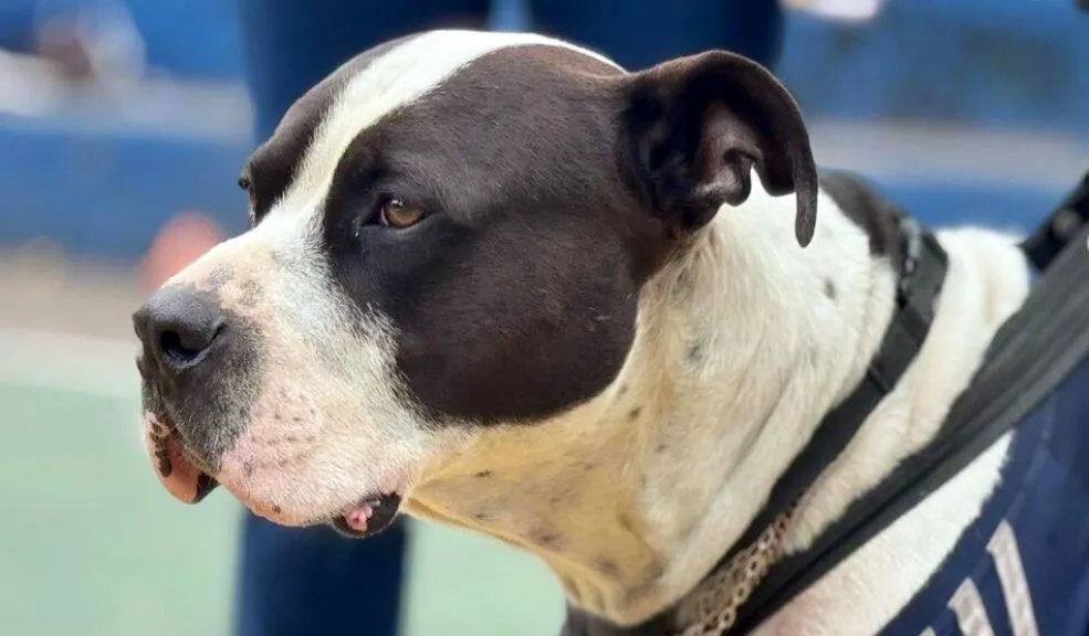 Bogotá se pone las pilas para prevenir el atropellamiento de animalitos 1 Bogotá se pone las pilas para prevenir el atropellamiento de animalitos El Distrito evidenció que el 64% de las consultas de emergencias veterinarias atendidas por el Instituto Distrital de Protección y Bienestar Animal corresponden a atropellamientos. Para hacerle frente a esta situación, se creará una mesa que aborde este tema con el fin de que la ciudad sea un espacio más seguro para los animalitos.