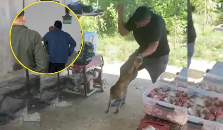 El agresor del perrito en Bolívar se entregó voluntariamente tras días de búsqueda