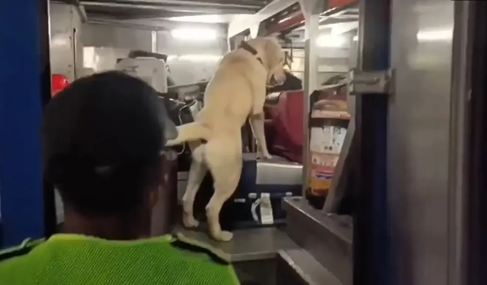 En Soacha: perro policía olfateó 75 kilos de marihuana Un perro policía antinarcóticos halló 75 kilogramos de marihuana ocultos en tres maletas dentro de un bus intermunicipal en Soacha. Una persona fue capturada.