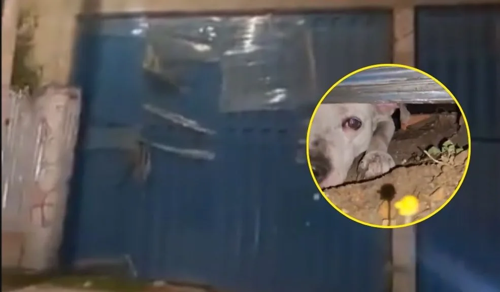 Engativá: perrito llevaría 5 meses encerrado en una construcción del barrio La Reliquia Una usuaria de redes sociales denunció que, presuntamente, un perrito lleva encerrado sin comida dentro de una casa que está en construcción desde hace cinco meses en el barrio La Reliquia de la localidad de Engativá.