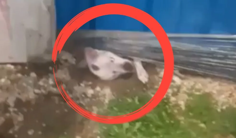Engativá: perrito llevaría 5 meses encerrado en una construcción del barrio La Reliquia 2 Engativá: perrito llevaría 5 meses encerrado en una construcción del barrio La Reliquia Una usuaria de redes sociales denunció que, presuntamente, un perrito lleva encerrado sin comida dentro de una casa que está en construcción desde hace cinco meses en el barrio La Reliquia de la localidad de Engativá.