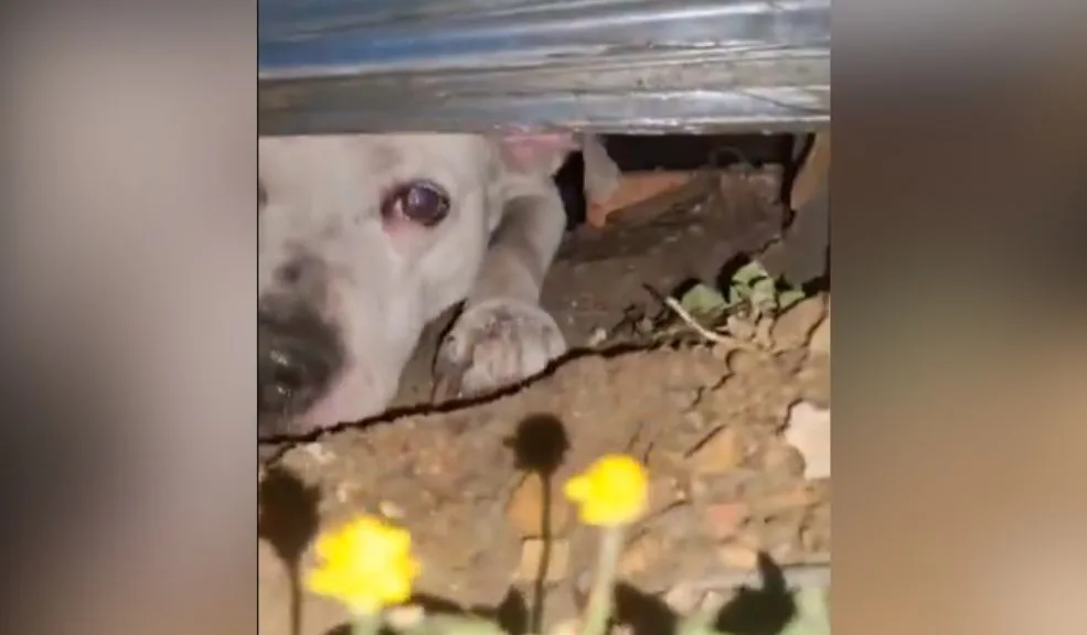 Engativá: perrito llevaría 5 meses encerrado en una construcción del barrio La Reliquia 1 Engativá: perrito llevaría 5 meses encerrado en una construcción del barrio La Reliquia Una usuaria de redes sociales denunció que, presuntamente, un perrito lleva encerrado sin comida dentro de una casa que está en construcción desde hace cinco meses en el barrio La Reliquia de la localidad de Engativá.