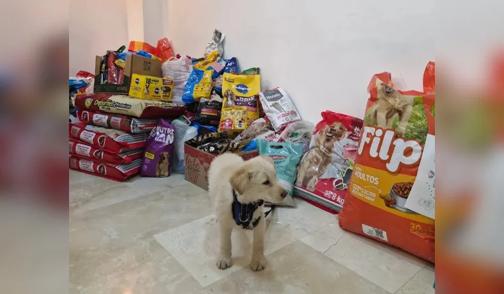 Joven con cáncer pidió que en su velorio llevaran comida para fundaciones de animalitos en vez de flores Ángela Mariño, una joven que luchó contra el cáncer y la discapacidad durante 24 años, se despidió de este plano terrenal no sin antes dejar un conmovedor mensaje que refleja su amor y compromiso por los animales. Antes de acceder a su derecho a la eutanasia, expresó un último deseo: que en su velorio no llevaran flores, sino comida para fundaciones de animalitos, con la esperanza de seguir ayudando a salvar vidas incluso después de partir.
