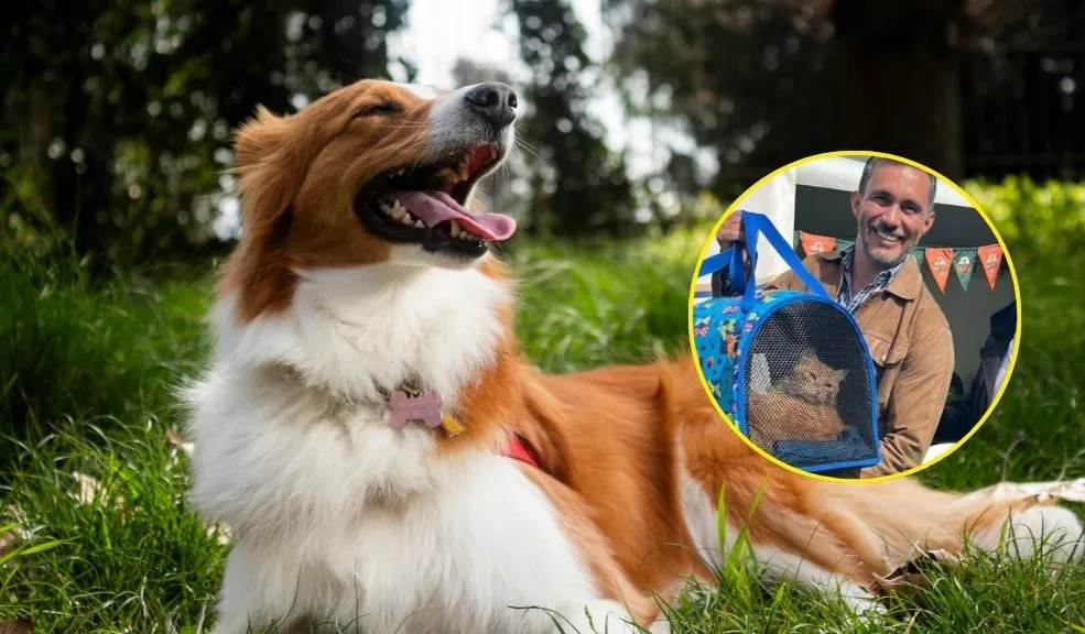 Más de 50 perros y gatos rescatados esperan un hogar en jornadas de adopción navideña Más de 50 perros y gatos rescatados esperan encontrar un hogar definitivo y amoroso durante la temporada navideña, gracias a las jornadas de adopción del IDPYBA