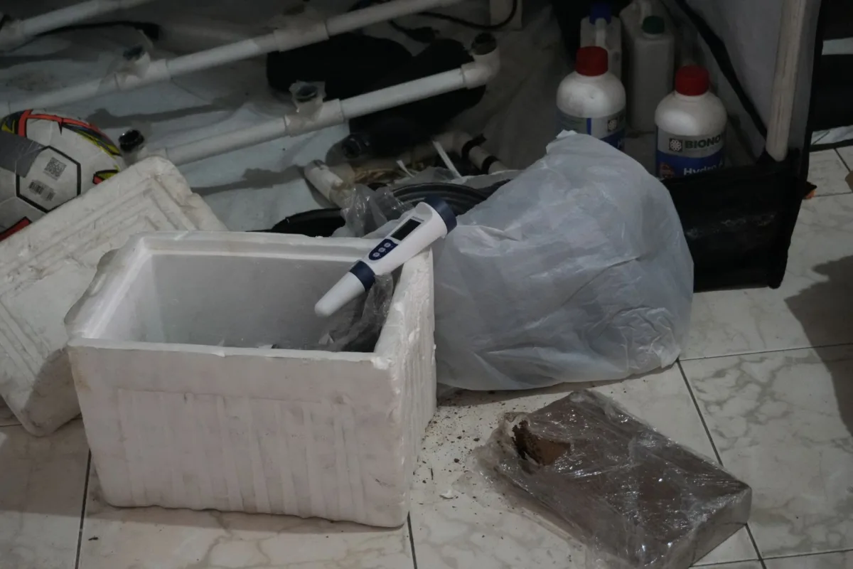 En Ciudad Bolívar: descubren cultivo hidropónico que producía 50 kilos de marihuana al mes 2 Pillan cultivo hidropónico que sacaba 50 kilos de marihuana al mes en Ciudad Bolívar