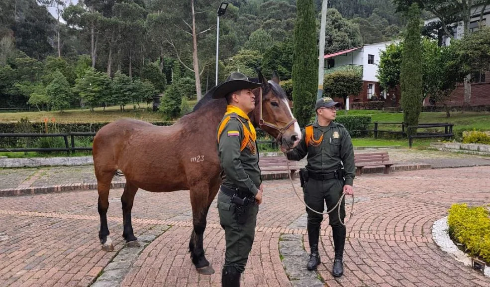 En Bogotá: diez caballos de la Policía Nacional inician su retiro en hogares adoptivos