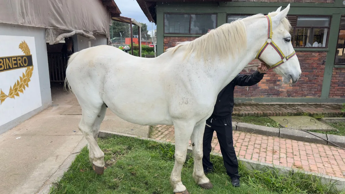 En Bogotá: diez caballos de la Policía Nacional inician su retiro en hogares adoptivos 2 En Bogotá: diez caballos de la Policía Nacional inician su retiro en hogares adoptivos