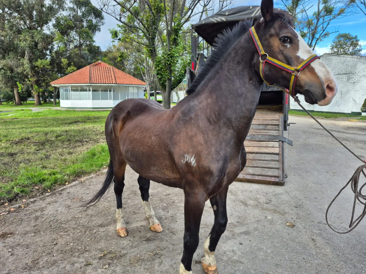 En Bogotá: diez caballos de la Policía Nacional inician su retiro en hogares adoptivos 1 En Bogotá: diez caballos de la Policía Nacional inician su retiro en hogares adoptivos