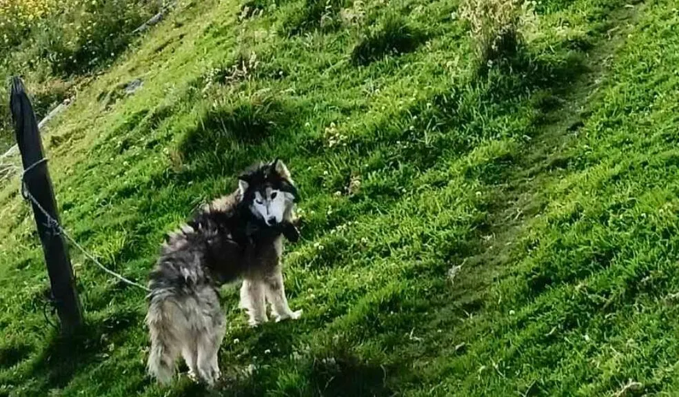 En Ciudad Bolívar: desmantelan criadero clandestino y rescatan a tres perros 1 En Ciudad Bolívar: desmantelan criadero clandestino y rescatan a tres perros Un operativo en una zona rural de Ciudad Bolívar permitió desmantelar un criadero clandestino y rescatar a tres perros en condiciones de abandono.