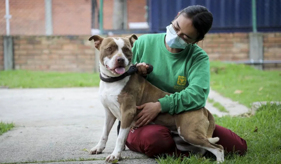 Propietarios de perros de manejo especial deberán registrarlos ante las alcaldías locales. Le contamos cómo. 2 Propietarios de perros de manejo especial deberán registrarlos ante las alcaldías locales. Le contamos cómo. La administración distrital recordó a los propietarios de perros de manejo especial en Bogotá la obligatoriedad de registrarlos ante las alcaldías locales.