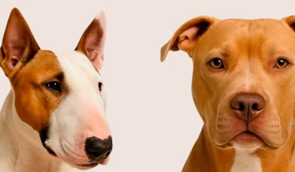 Propietarios de perros de manejo especial deberán registrarlos ante las alcaldías locales. Le contamos cómo. 1 Propietarios de perros de manejo especial deberán registrarlos ante las alcaldías locales. Le contamos cómo. La administración distrital recordó a los propietarios de perros de manejo especial en Bogotá la obligatoriedad de registrarlos ante las alcaldías locales.