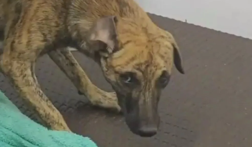¡Sorprendente! Confirman que el perro agredido en Antioquia sobrevivió a la golpiza 5 ¡Sorprendente! Confirman que el perro agredido en Antioquia sobrevivió a la golpiza Una noticia esperanzadora emerge en el caso de maltrato animal que conmocionó al país: la Universidad Remington confirmó que el canino agredido en Antioquia sobrevivió a la brutal golpiza.