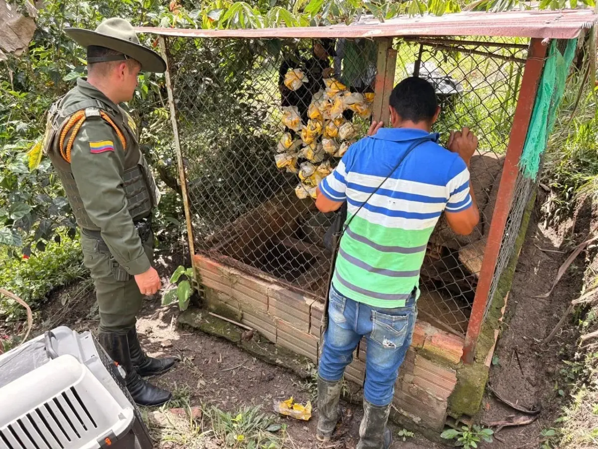 Animales silvestres fueron salvados de convertirse en cena navideña Diez borugos, también conocidos como tinajos, fueron rescatados en Nimaima, Cundinamarca, de manos de personas que pretendían venderlos para que se convirtieran en el plato principal de la cena navideña. Actualmente, estos animales están en la Lista Roja de Especies Amenazadas.