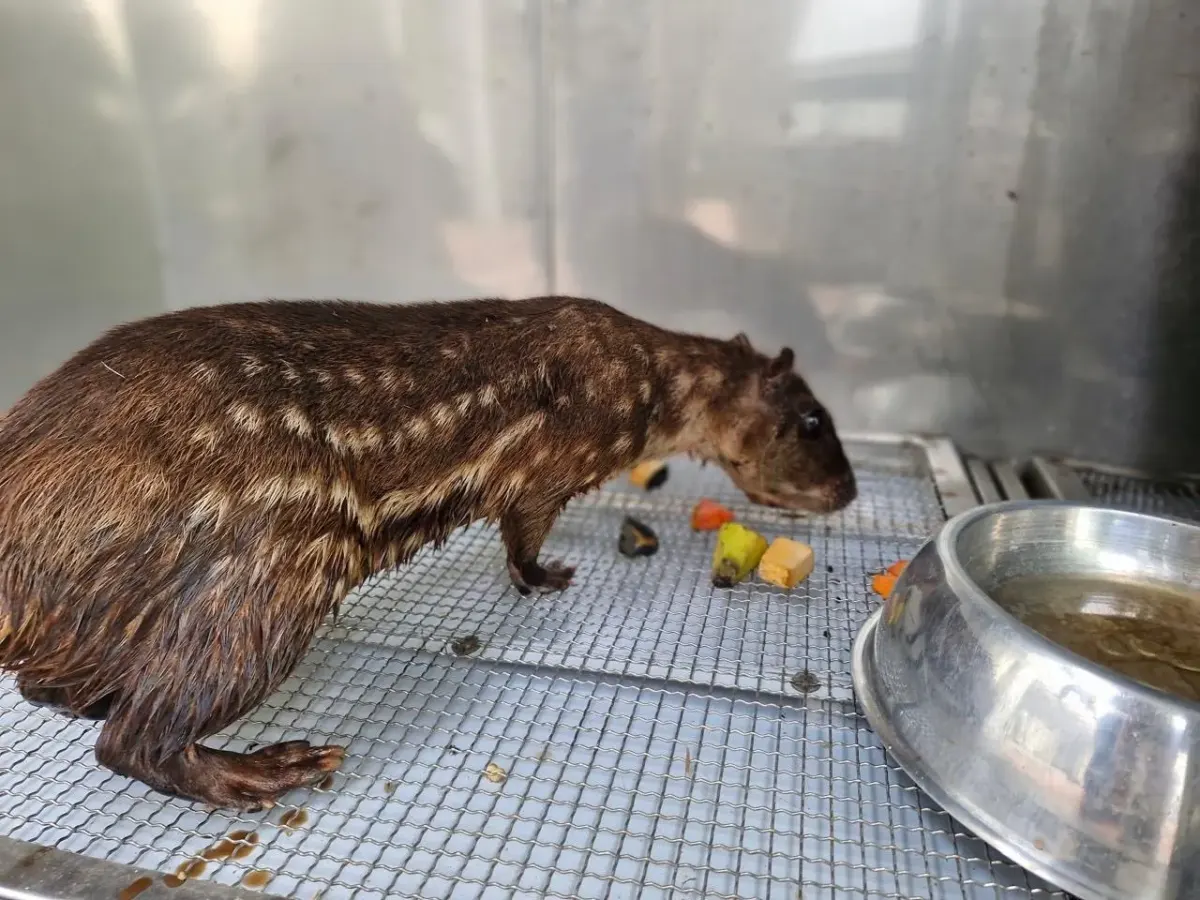 Animales silvestres fueron salvados de convertirse en cena navideña Diez borugos, también conocidos como tinajos, fueron rescatados en Nimaima, Cundinamarca, de manos de personas que pretendían venderlos para que se convirtieran en el plato principal de la cena navideña. Actualmente, estos animales están en la Lista Roja de Especies Amenazadas.