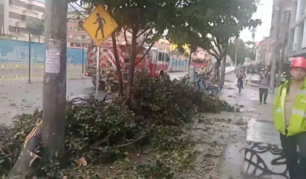 Árbol cae en la vía y genera retrasos en TransMilenio 1 Árbol cae en la vía y genera retrasos en TransMilenio La caída de un árbol en la avenida Caracas con calle 57 generó complicaciones en la operación de TransMilenio durante la tarde de este martes, afectando la movilidad de cientos de usuarios que se desplazaban por este corredor vial.